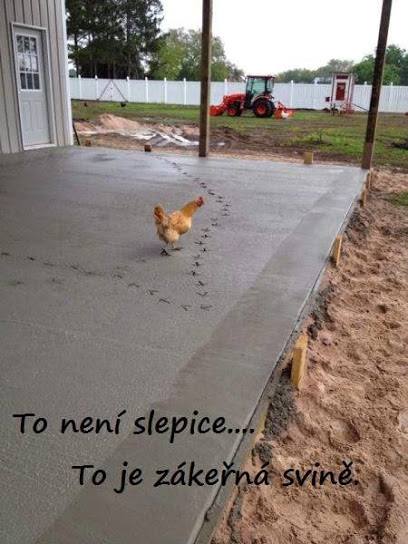 Obrázek zakerna svine