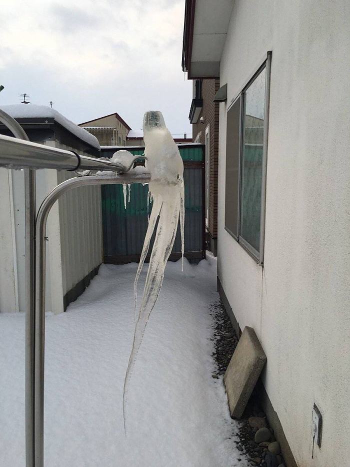 Obrázek zapomneli&nbsp;na&nbsp;papouska