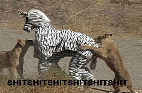 Obrázek zebra cosplay fail