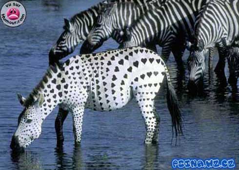 Obrázek zebraso