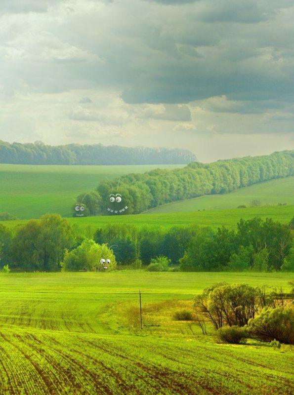 Obrázek zelene housenky