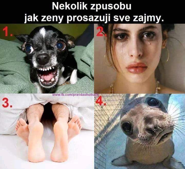 Obrázek zezajmy