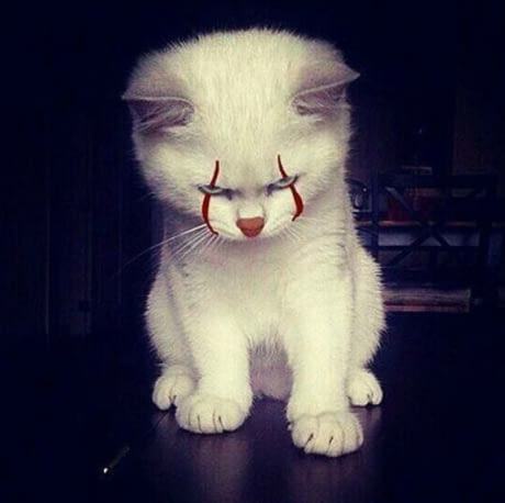 Obrázek zla kocicka