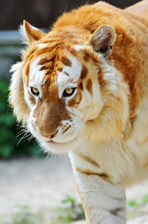 Obrázek zlaty tiger