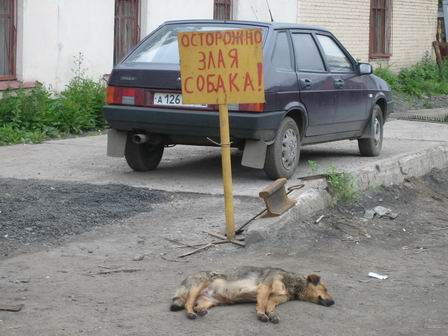 Obrázek zlaya sobaka