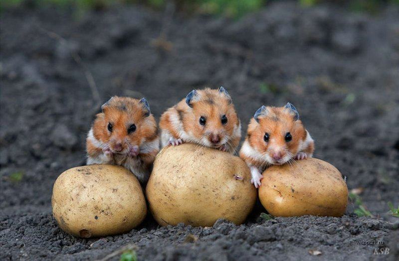 Obrázek zlodeji brambor