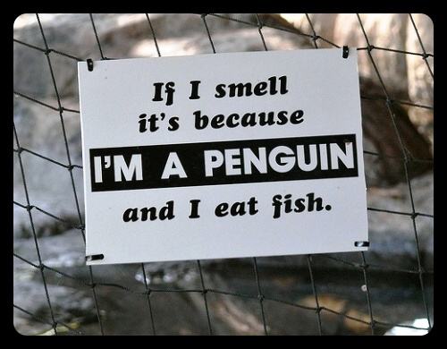Obrázek zoo funny 2