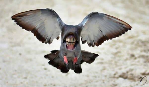 Obrázek zralec&nbsp;2