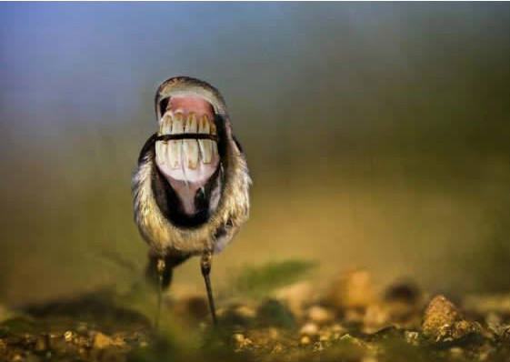 Obrázek zralec&nbsp;7