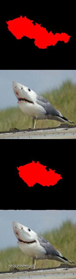 Obrázek zravec politik