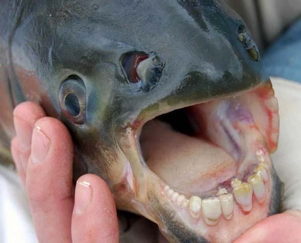 Obrázek zubata ryba