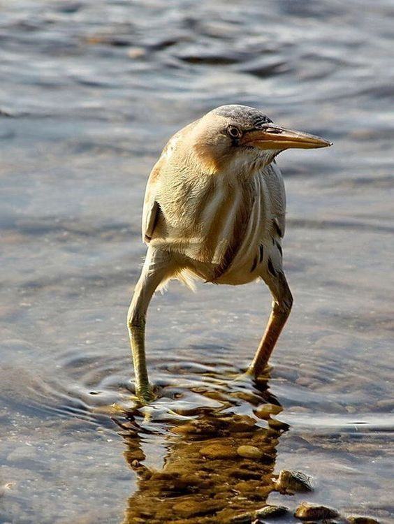 Obrázek zviera&nbsp;v&nbsp;Tumblr&nbsp;l&nbsp;461936502677428