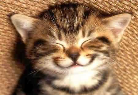 why-do-cats-purr-happycat.jpg why-do-cats-purr-happycat.jpg