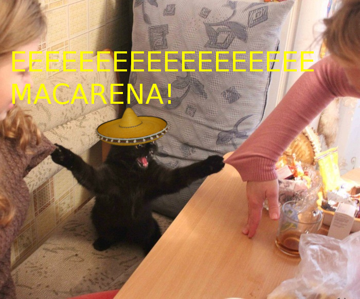 macarena_cat.jpg macarena_cat.jpg