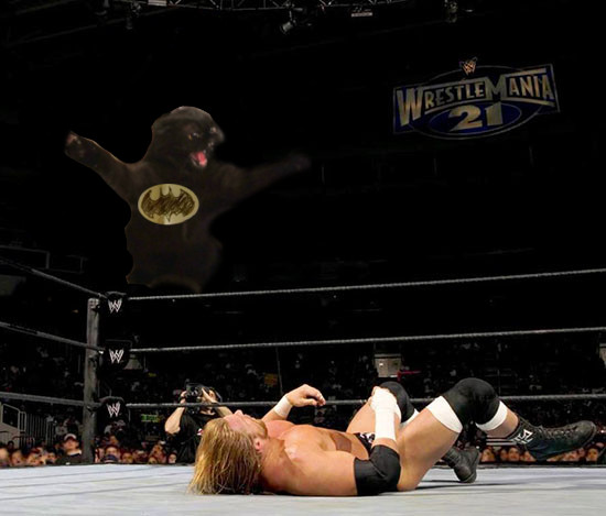 batcat.jpg batcat.jpg