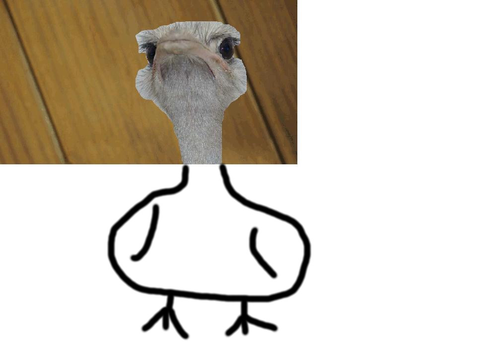 africky_pstroz.JPG africky_pstroz.JPG