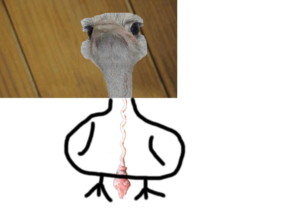 14459africky_pstroz2.JPG 14459africky_pstroz2.JPG