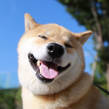 happy_siba.jpg happy_siba.jpg