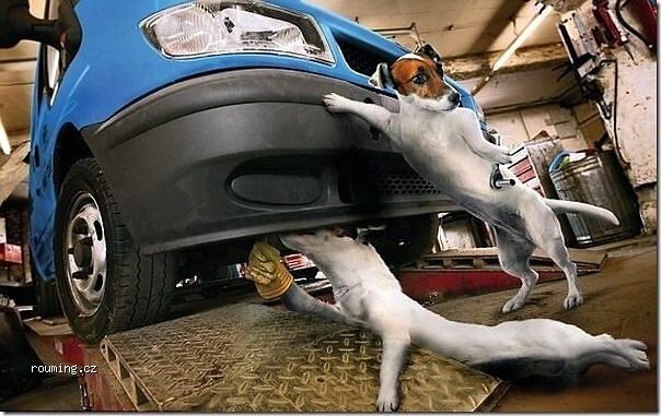 Dog_service2.jpg Dog_service2.jpg