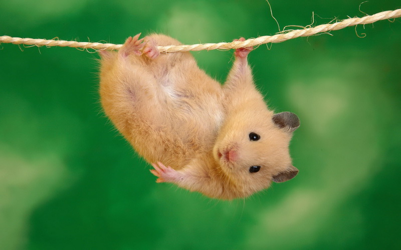 mouse-hanging-on-a-rope-big.jpg