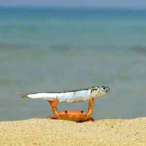 - The Fishing success -