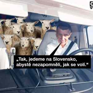 ovcak