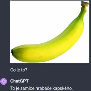 samice hrabace