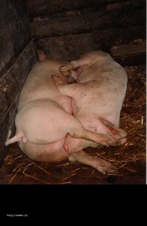 Obrázek ChroChro&nbsp;69