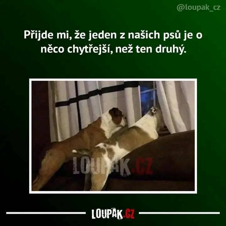 Obrázek MRGA506-Doggies