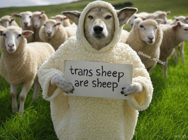 Obrázek are&nbsp;sheep