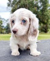 Obrázek miniature-dachshund-2628011