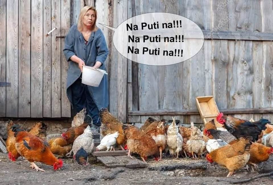 Obrázek mlada a kvokava