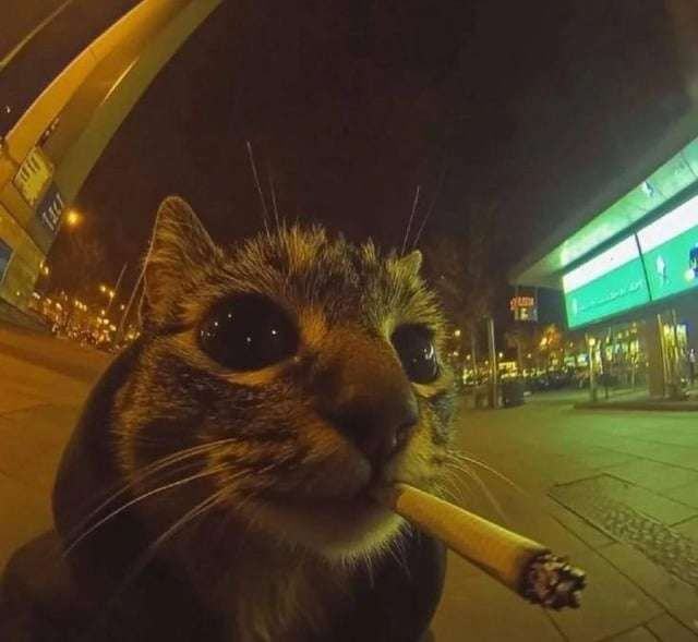 Obrázek my&nbsp;koroptve&nbsp;vam&nbsp;na&nbsp;ty&nbsp;zakazy&nbsp;kasleme