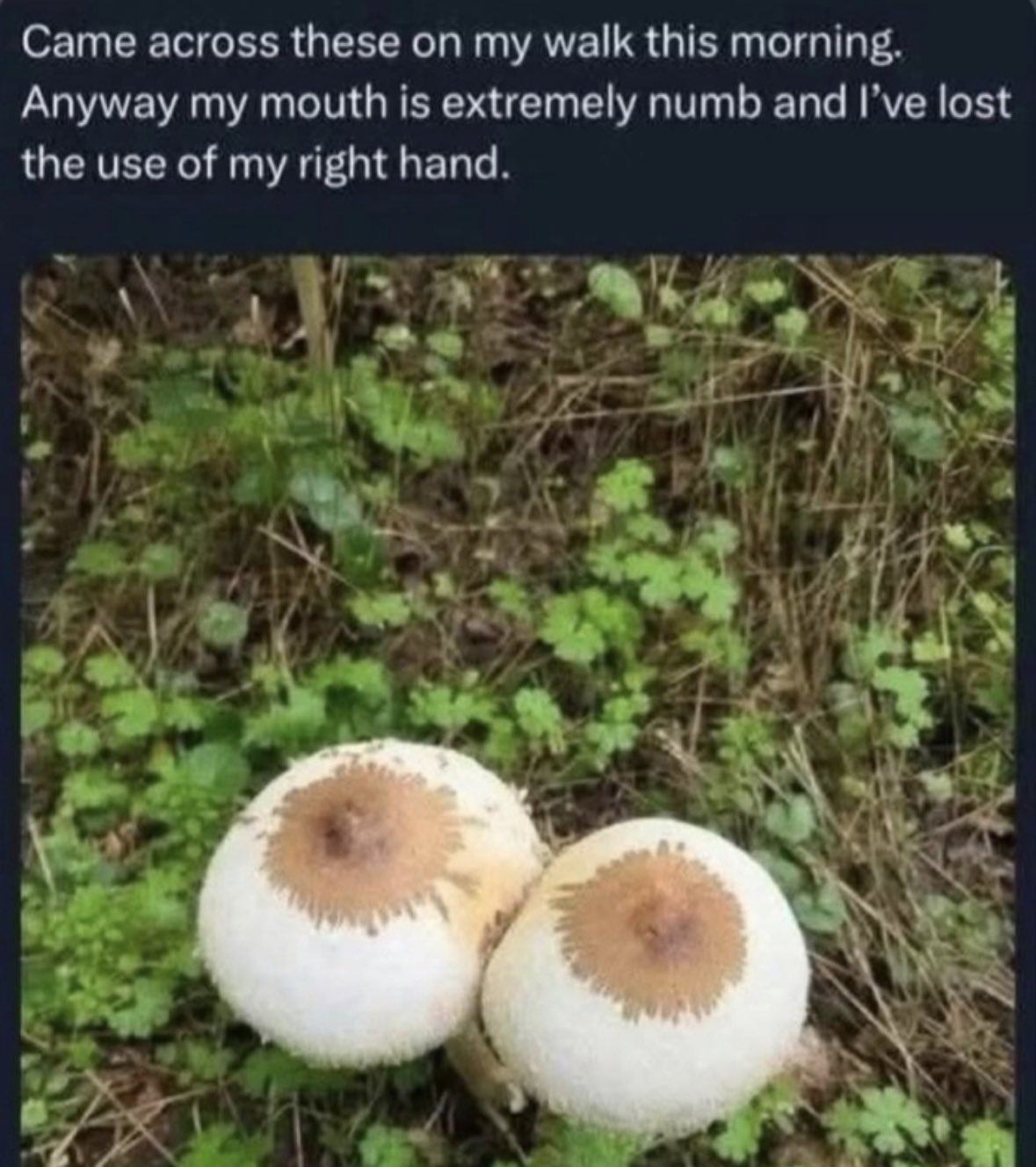 Obrázek MRGA1101-masRum