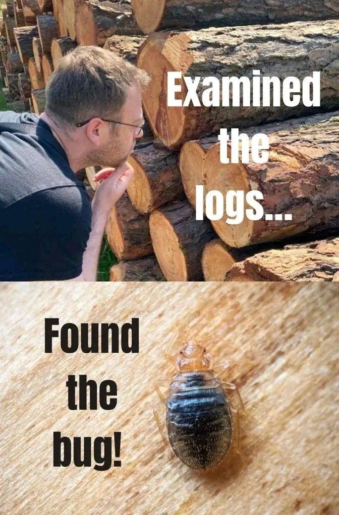 Obrázek lognsbuggies