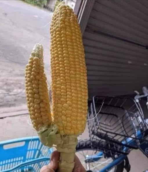 Obrázek pro vsechny biozeny