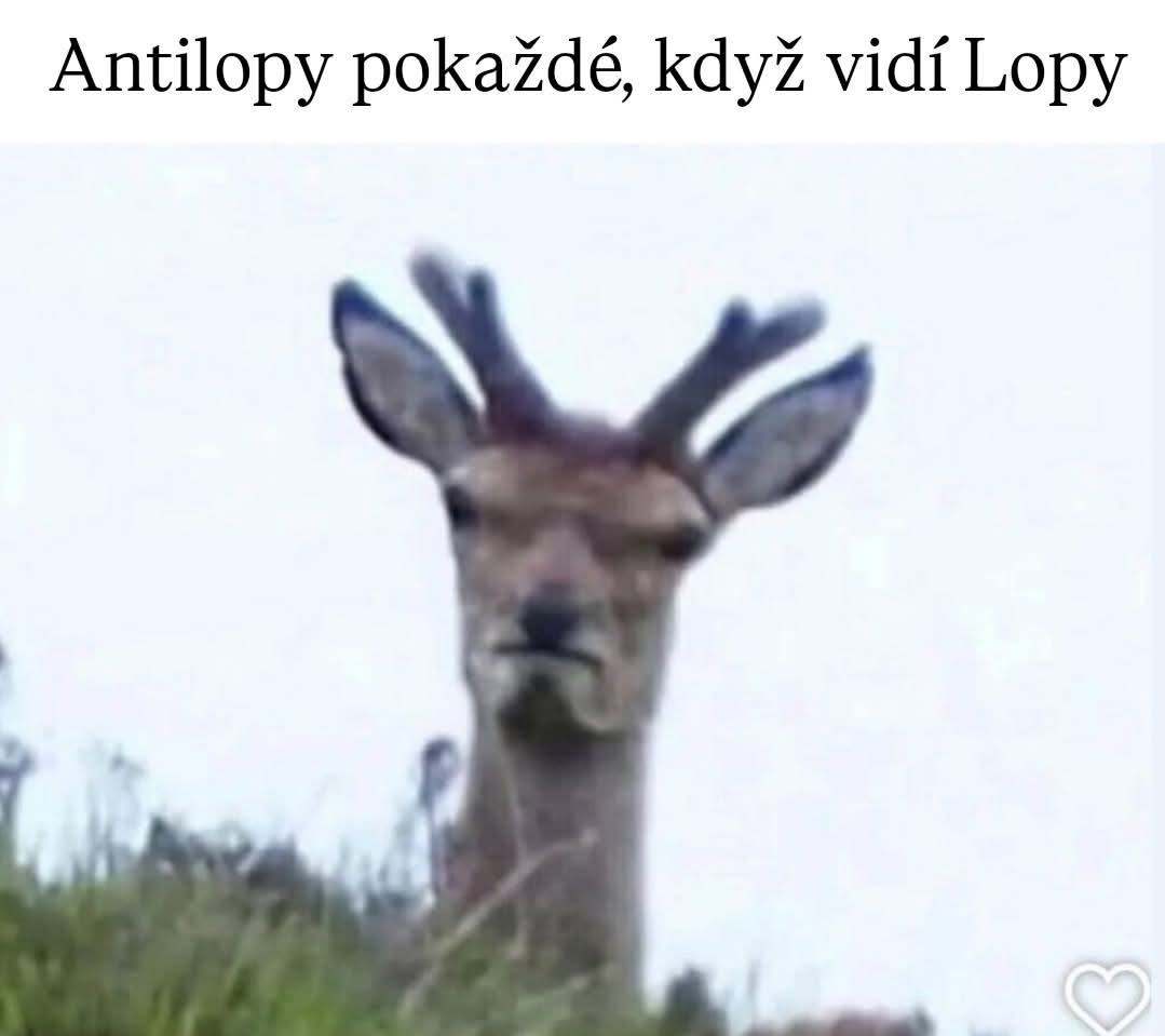 Obrázek xyz antilopy